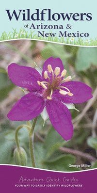 bokomslag Wildflowers of Arizona & New Mexico
