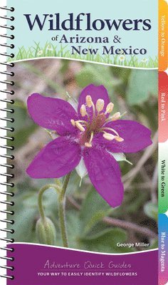 bokomslag Wildflowers of Arizona & New Mexico