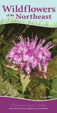 bokomslag Wildflowers of the Northeast