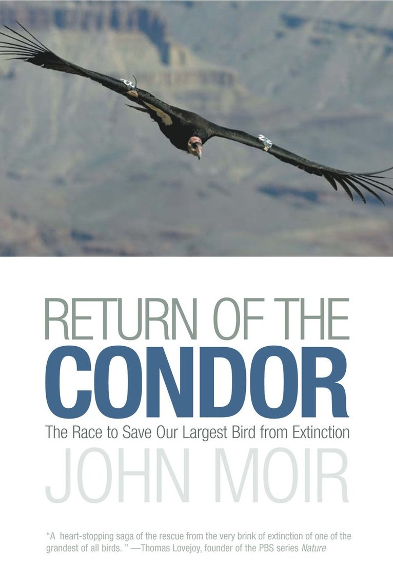 Return of the Condor