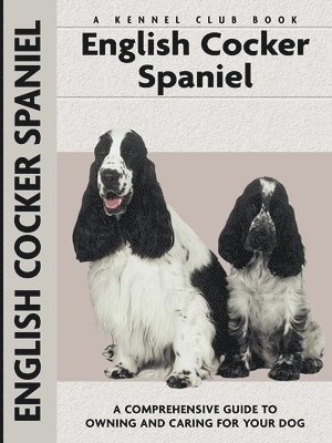 English Cocker Spaniel 1