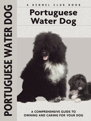 Portuguese Water Dog 1