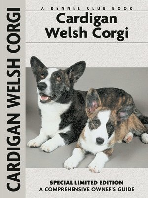 Cardigan Welsh Corgi 1