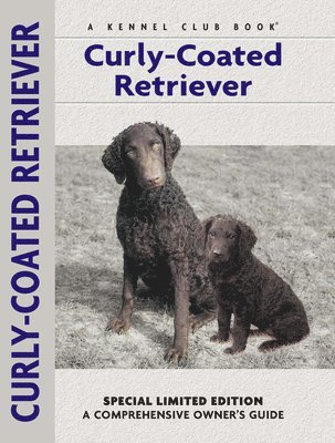 Curly-coated Retriever 1