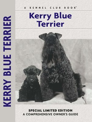 Kerry Blue Terrier 1