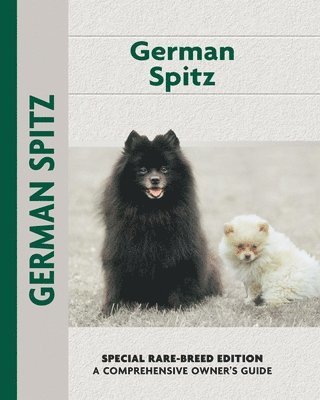 German Spitz 1