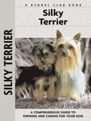 Silky Terrier 1