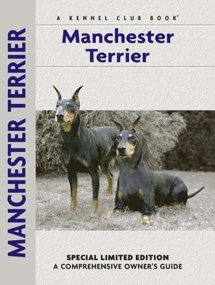 Manchester Terrier 1