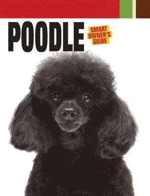 Poodle 1