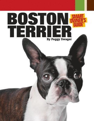 Boston Terrier 1