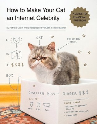 How to Make Your Cat an Internet Celebrity 1