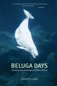 bokomslag Beluga Days: Tales of an Endangered White Whale