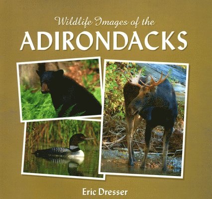 Wildlife Images Of The Adirondacks 1