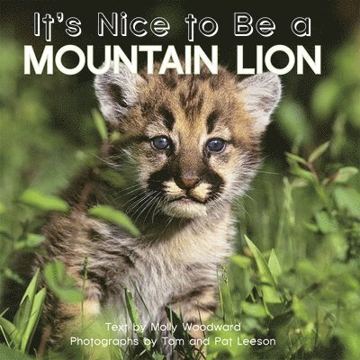 It's Nice to Be a Mountain Lion 1