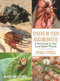 bokomslag Spiders in Your Neighborhood