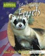 bokomslag Black-Footed Ferrets: Back from the Brink