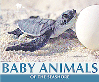 Carmen Bredeson - Baby Animals of the Seashore, Häftad. Tillgänglighet: Tillfälligt slut