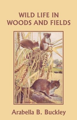 Arabella B. Buckley - Wild Life in Woods and Fields (Yesterday's Classics), Häftad
