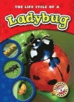 bokomslag The Life Cycle of a Ladybug