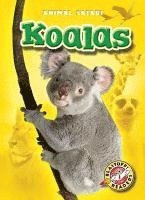 Kari Schuetz - Koalas, Inbunden