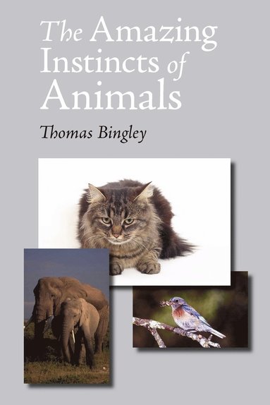 bokomslag Amazing Instincts of Animals