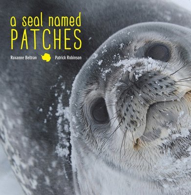 A Seal Named Patches 1