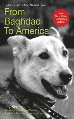 Jay Kopelman - From Baghdad to America: Life Lessons from a Dog Named Lava, Inbunden