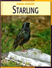 Susan H. Gray - Starling, Inbunden