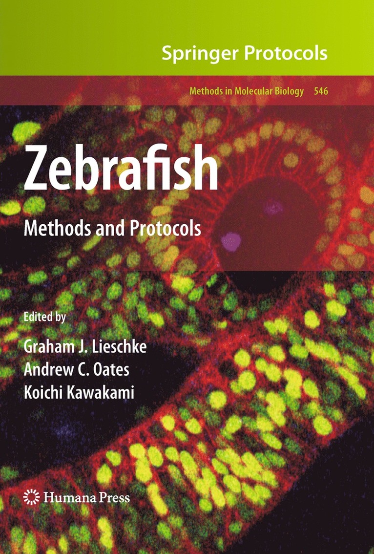 Zebrafish 1