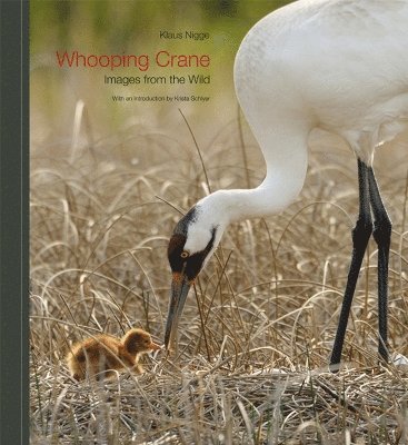 bokomslag Whooping Crane