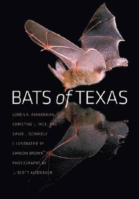 bokomslag Bats of Texas