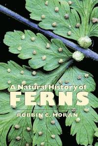 bokomslag A Natural History of Ferns