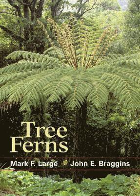 Tree Ferns 1