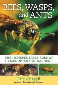 bokomslag Bees, Wasps, and Ants