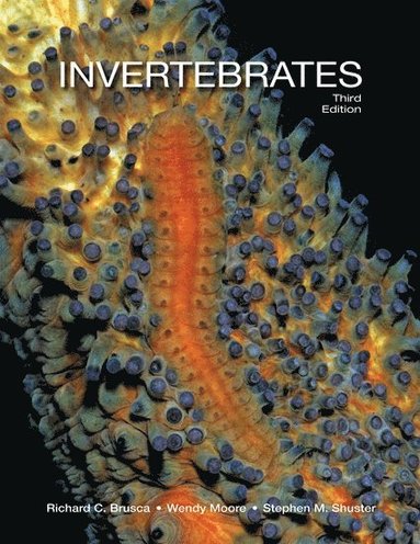 bokomslag Invertebrates