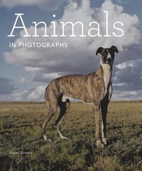 bokomslag Animals in Photographs