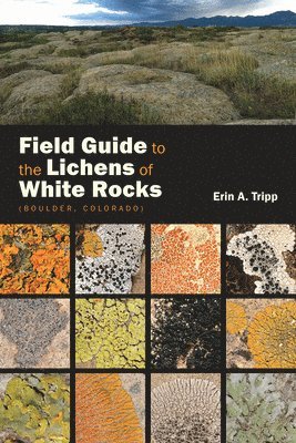 bokomslag Field Guide to the Lichens of White Rocks