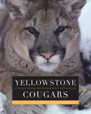 bokomslag Yellowstone Cougars