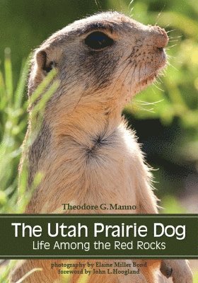 Utah Prairie Dog 1