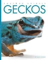 bokomslag Amazing Animals Geckos