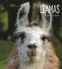 bokomslag Llamas