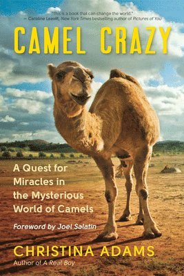 Camel Crazy 1