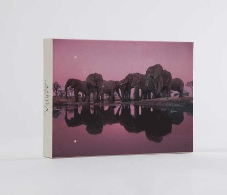 Into Africa: Blank Boxed Notecards 1