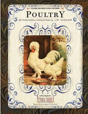 Poultry 1