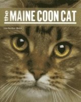 bokomslag The Maine Coon Cat
