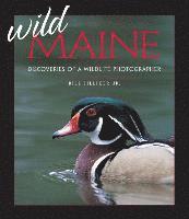 Wild Maine 1