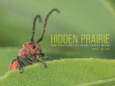 bokomslag Hidden Prairie