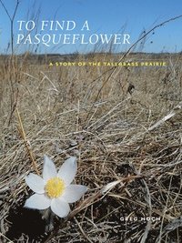 bokomslag To Find a Pasqueflower