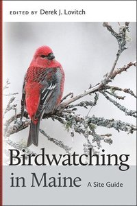 bokomslag Birdwatching in Maine
