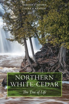 Northern White-Cedar 1